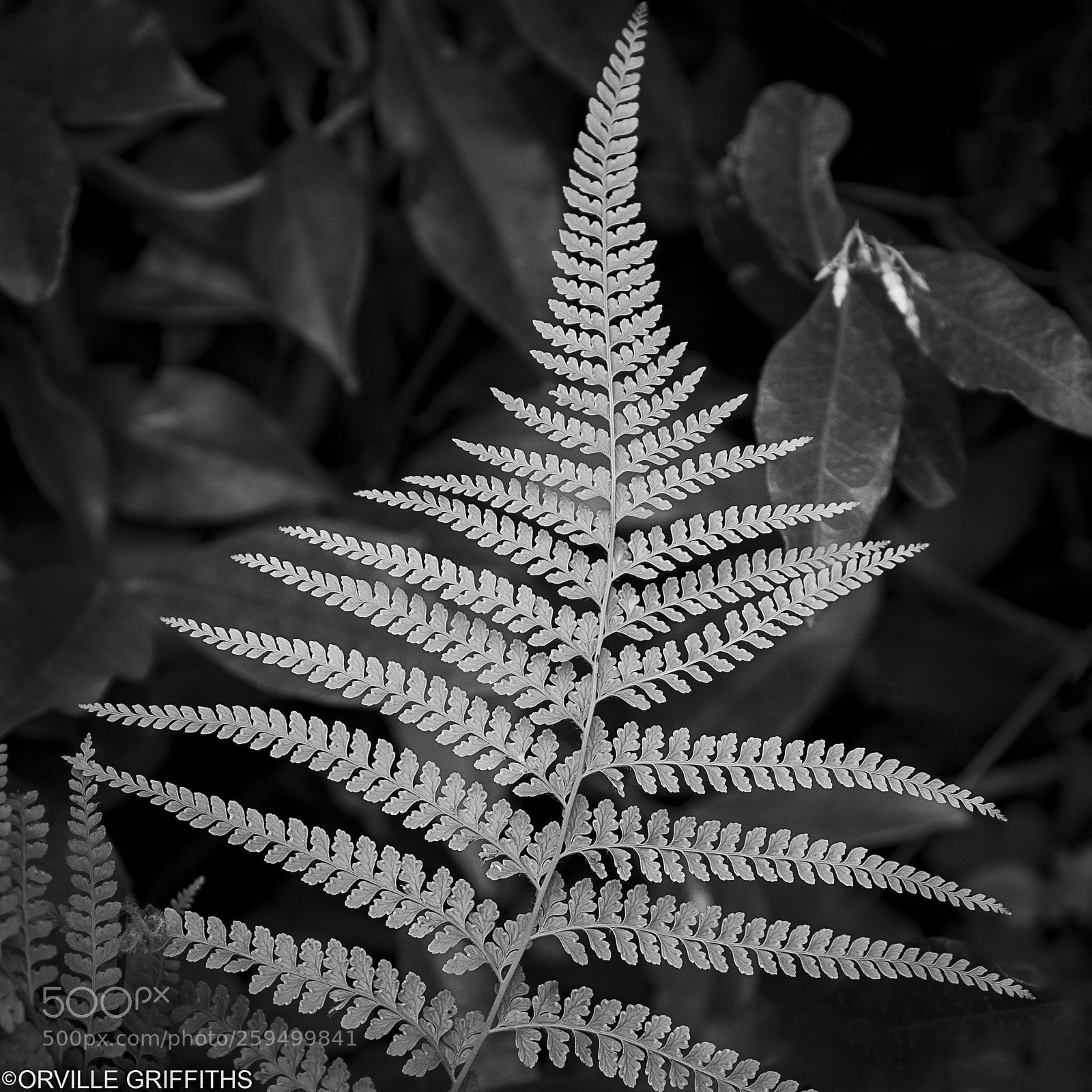 Sony a9 sample photo. **fragile** photography