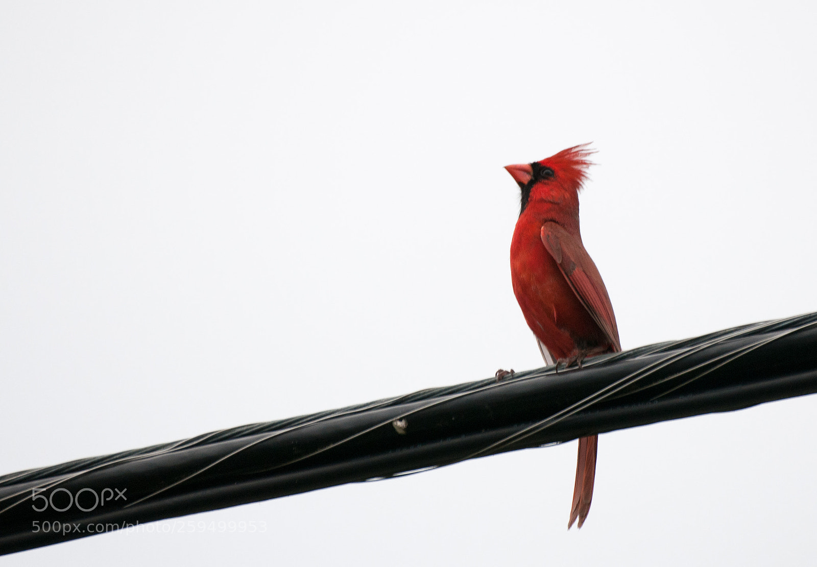 Nikon D300 sample photo. A cardinal on a photography