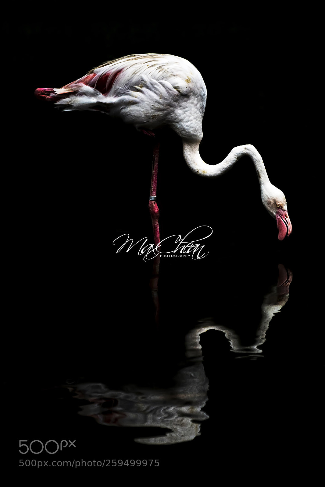 Nikon D750 sample photo. Untitled photography