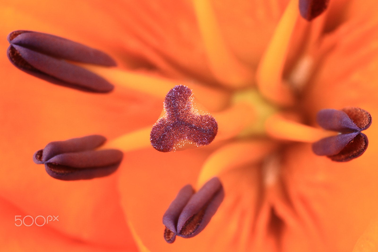 Canon EOS 7D sample photo. Closeup of orange and purple flower. photography
