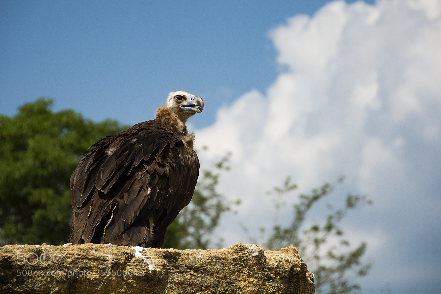 Nikon D7100 sample photo. Blue photography