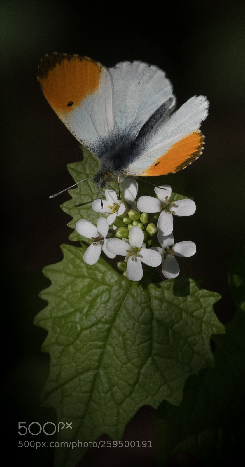 Nikon D5600 sample photo. Orangetip on a white photography