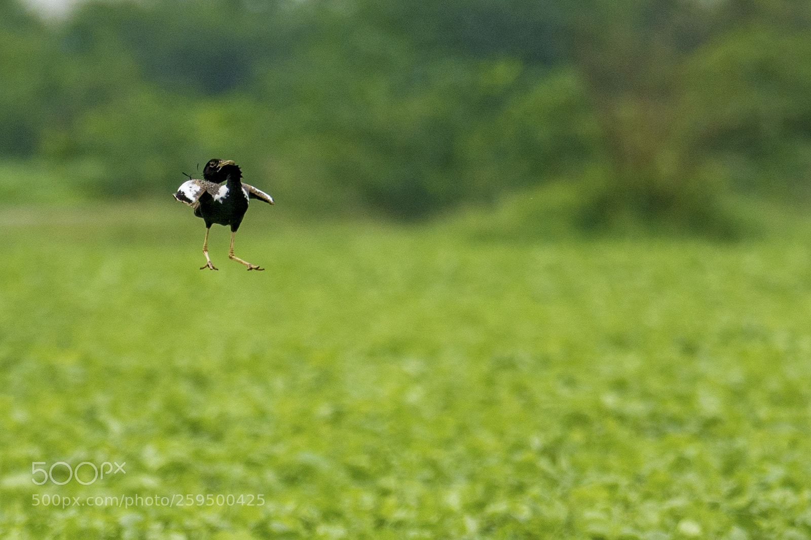 Nikon D7100 sample photo. Lesser florican (sypheotides indicus) photography