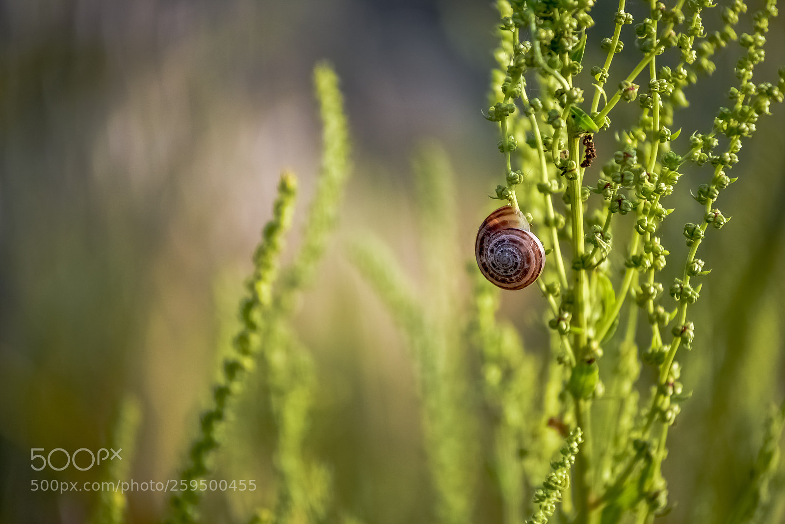 Nikon D750 sample photo. Ci portiamo dietro il photography