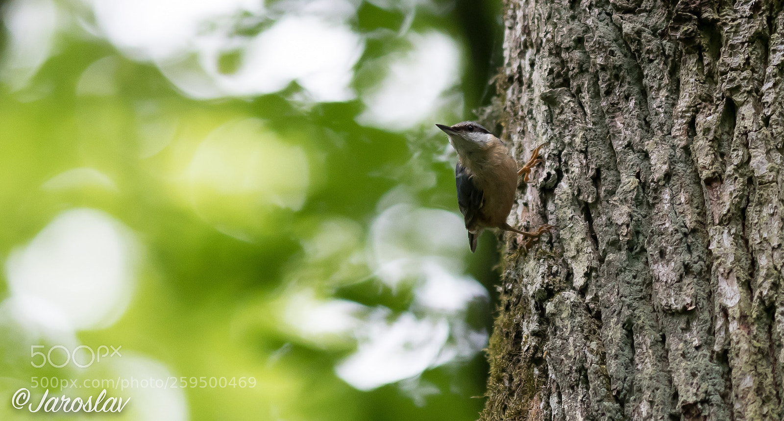 Nikon D500 sample photo. Nuthatch on a tree photography