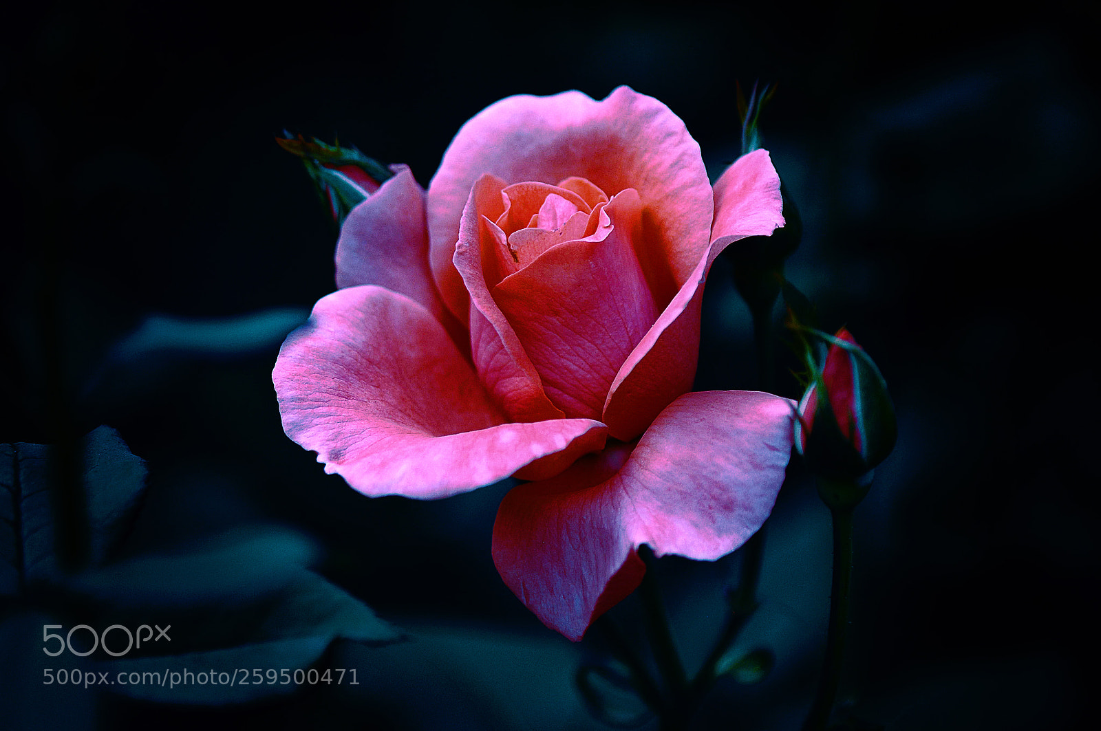 Nikon D300 sample photo. Красная роза photography