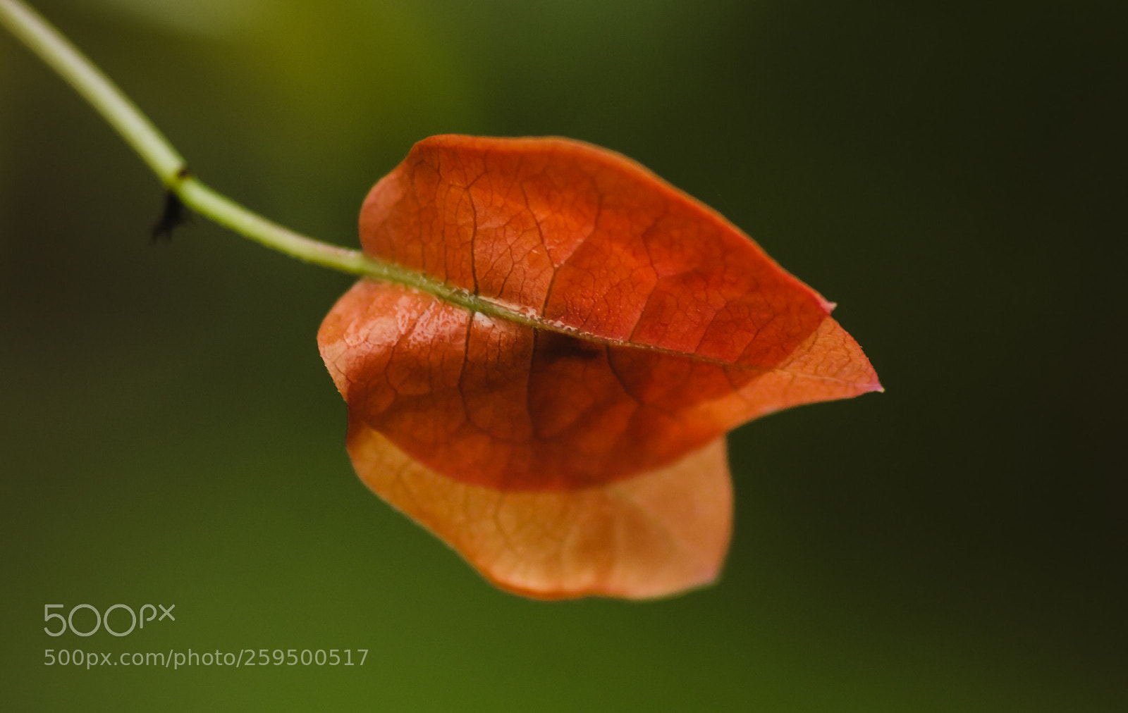 Nikon D3100 sample photo. Orange leaf photography