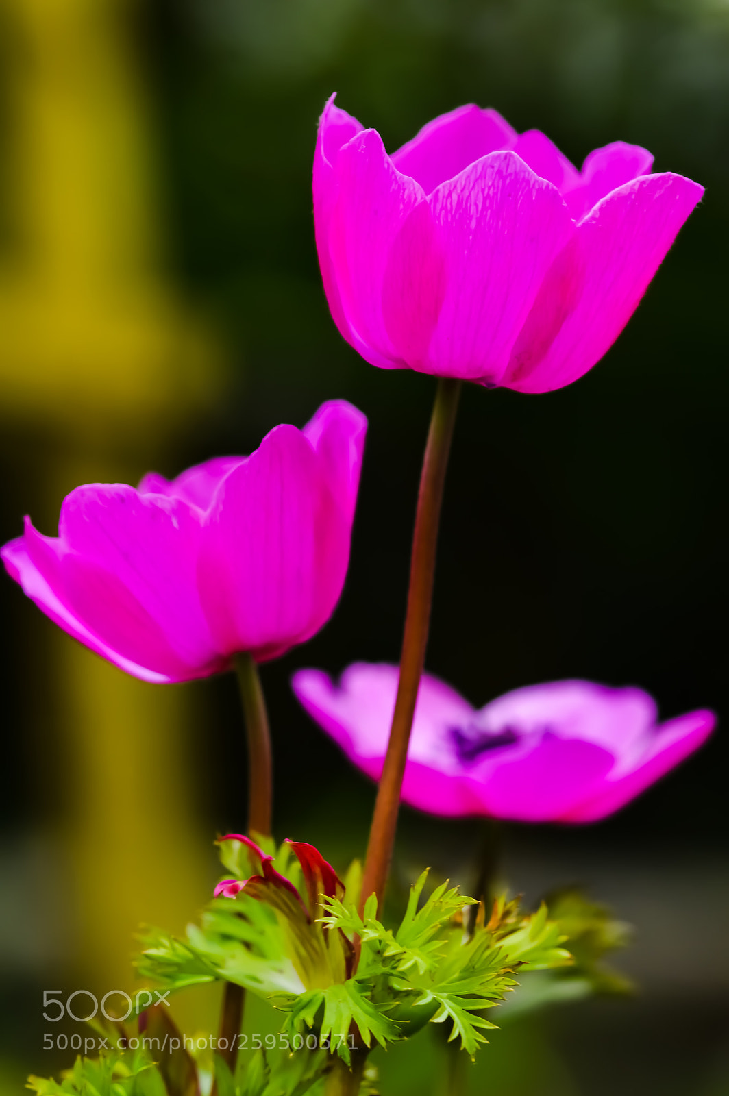 Nikon D3200 sample photo. Wild flowers photography