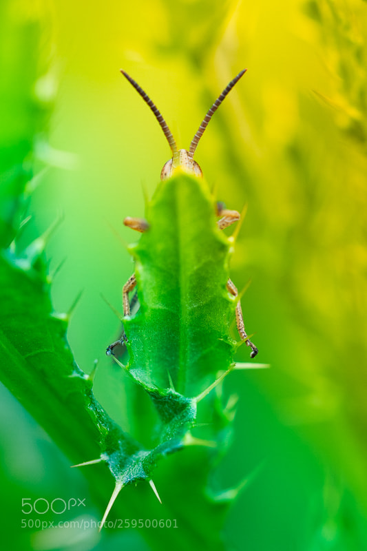 Olympus OM-D E-M5 II sample photo. Peek-a-boo photography