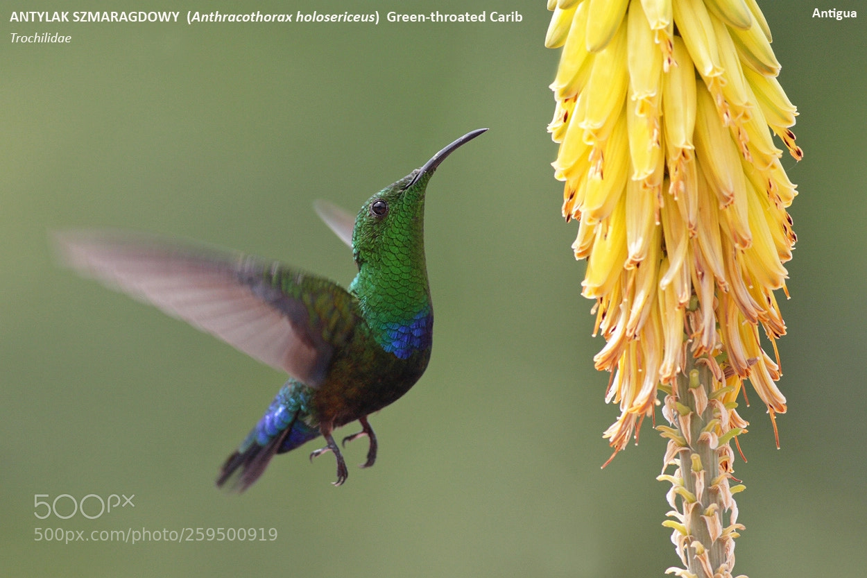 Canon EOS 30D sample photo. Green-throated carib photography
