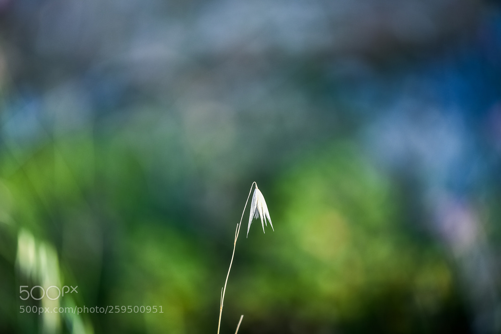 Nikon D750 sample photo. Minimal photography