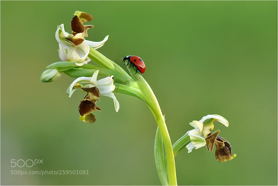 Nikon D90 sample photo. Ladybug photography
