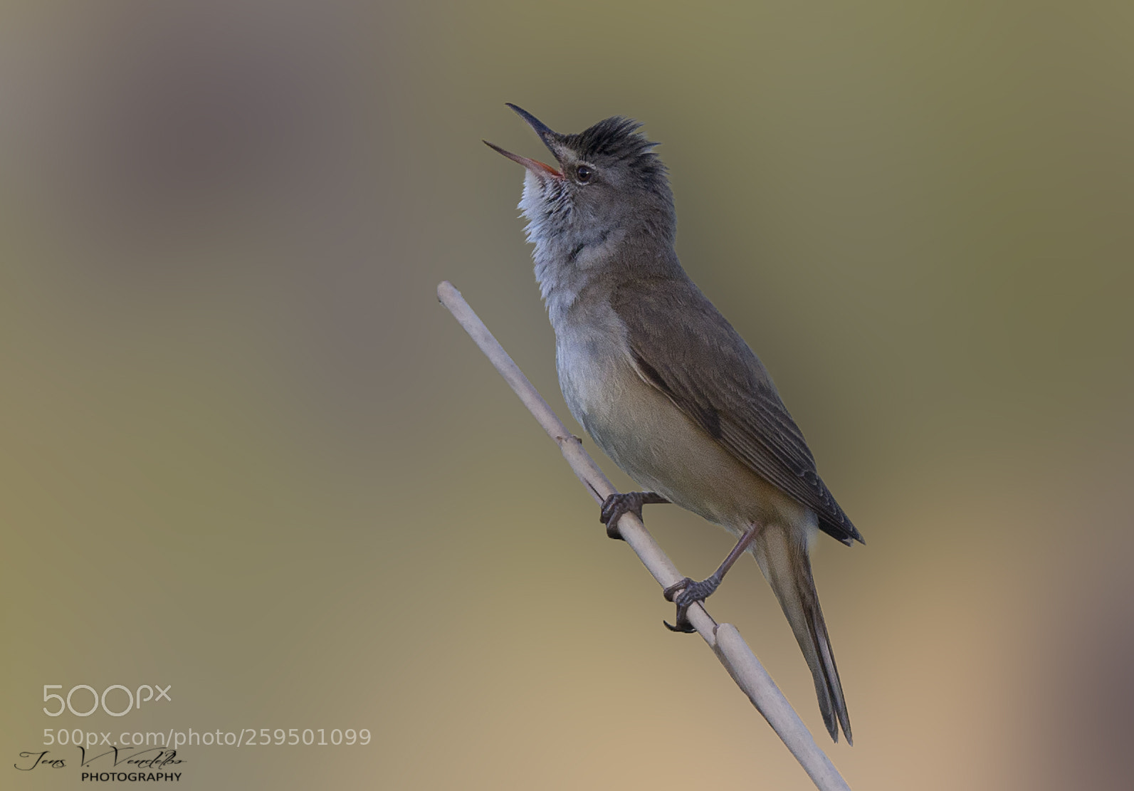 Canon EOS-1D X sample photo. Great reed warbler photography