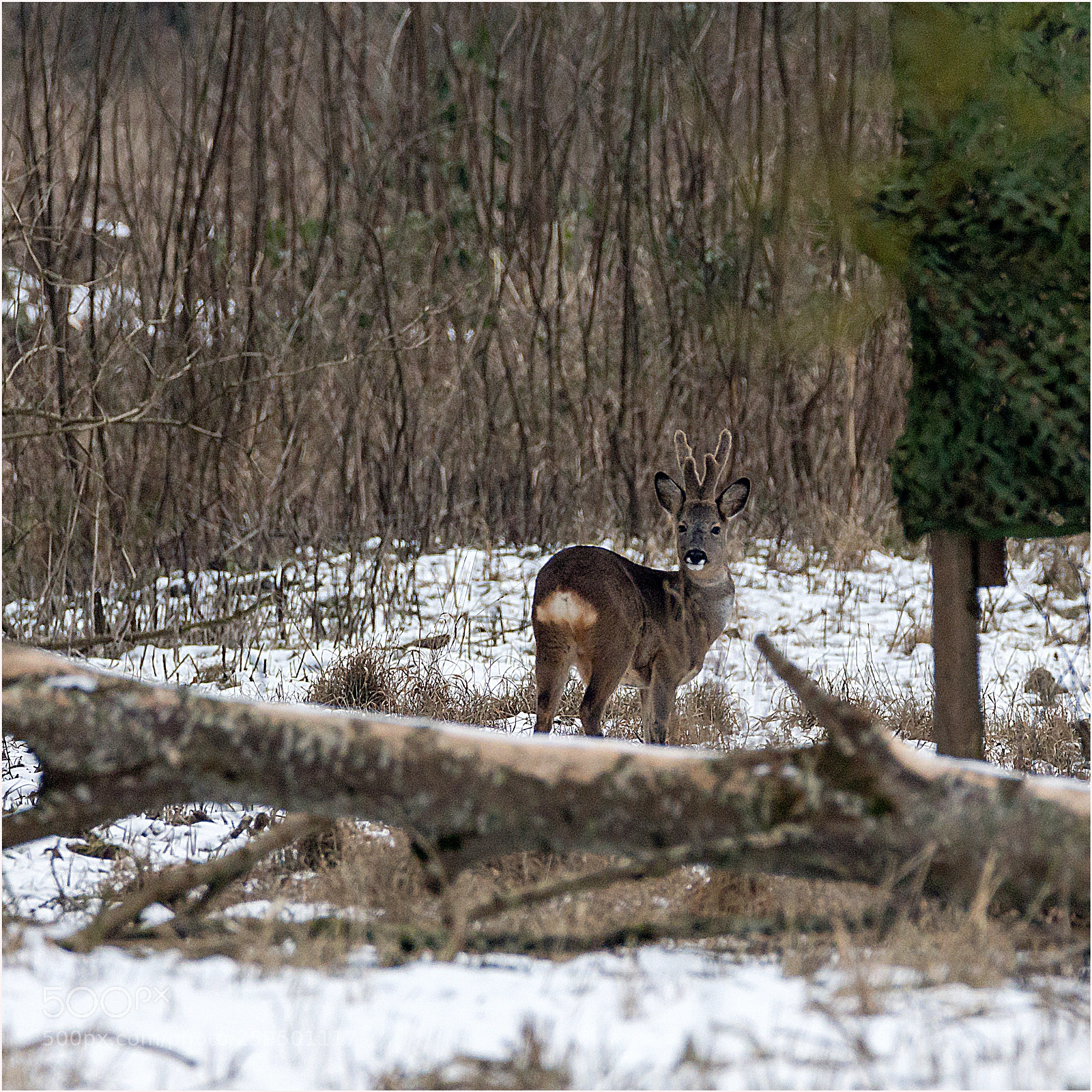 Canon EOS 700D (EOS Rebel T5i / EOS Kiss X7i) sample photo. Rehbock oldenburger graben photography
