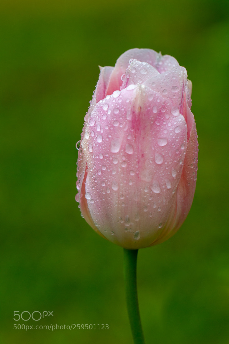 Canon EOS 7D sample photo. Tulip after rain photography