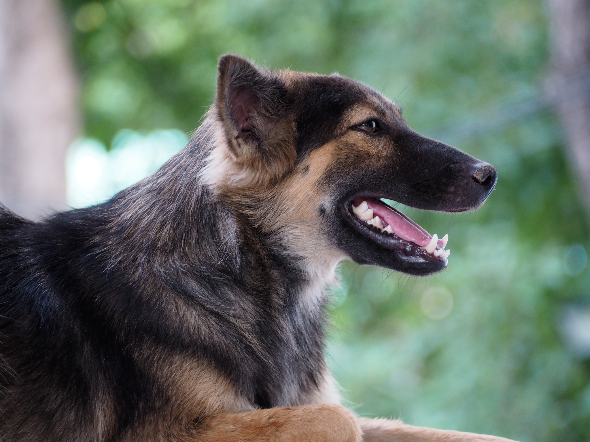 Olympus PEN E-PL7 sample photo. Dog photography