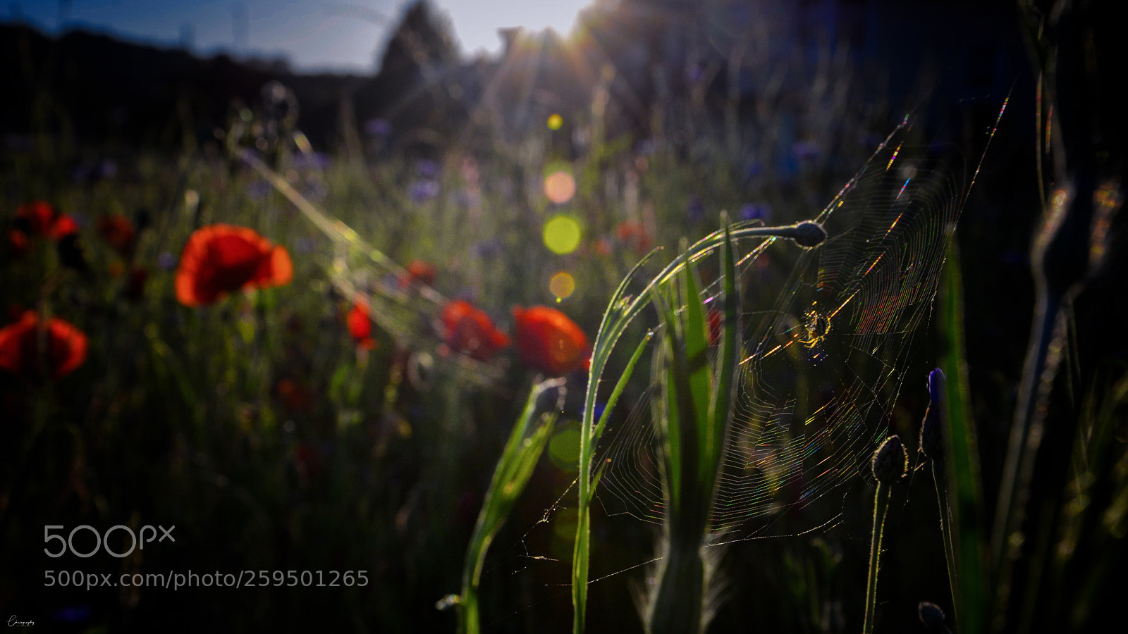 Nikon D7100 sample photo. Spinne im mohnfeld photography