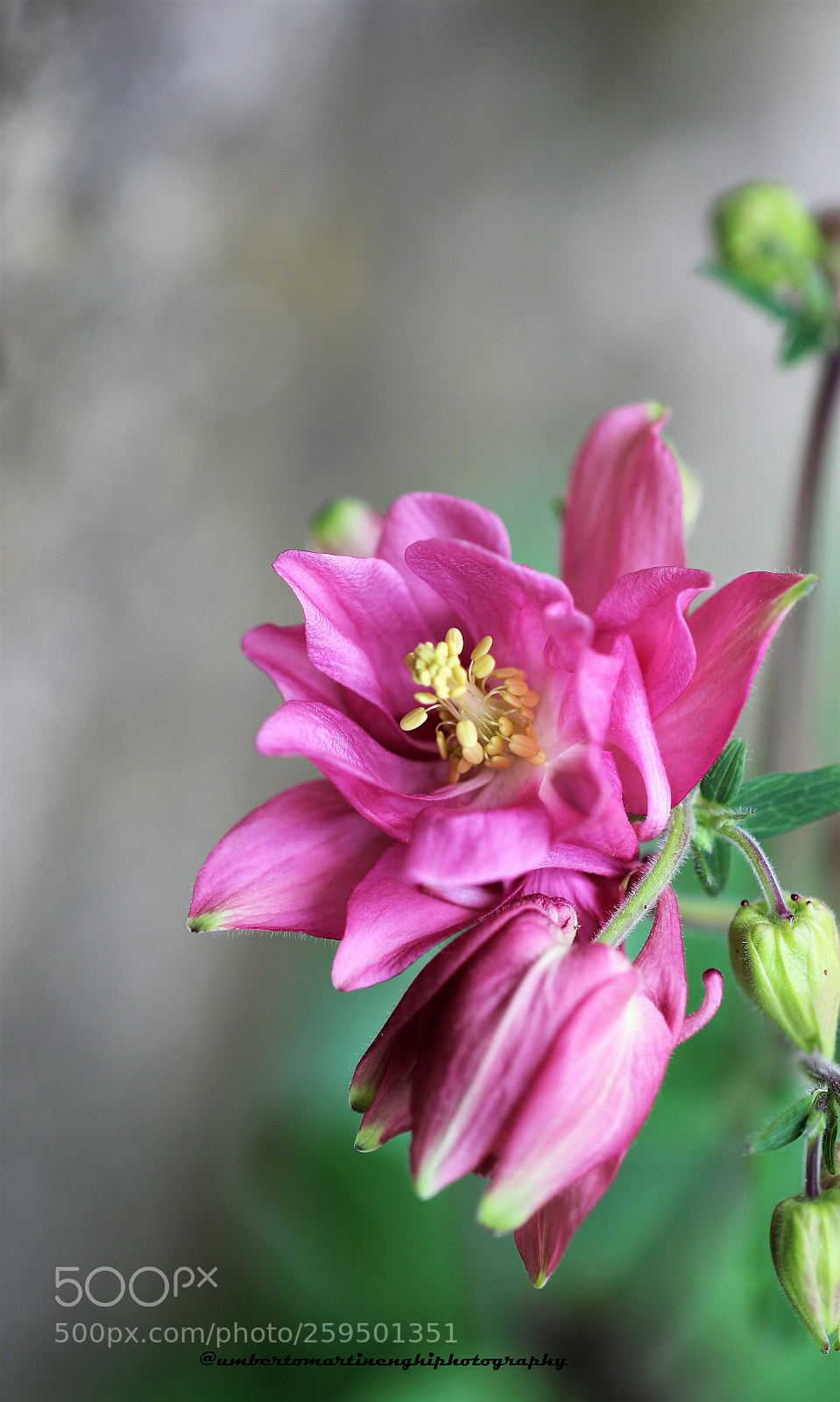 Canon EOS 7D Mark II sample photo. Natural flowers for a photography