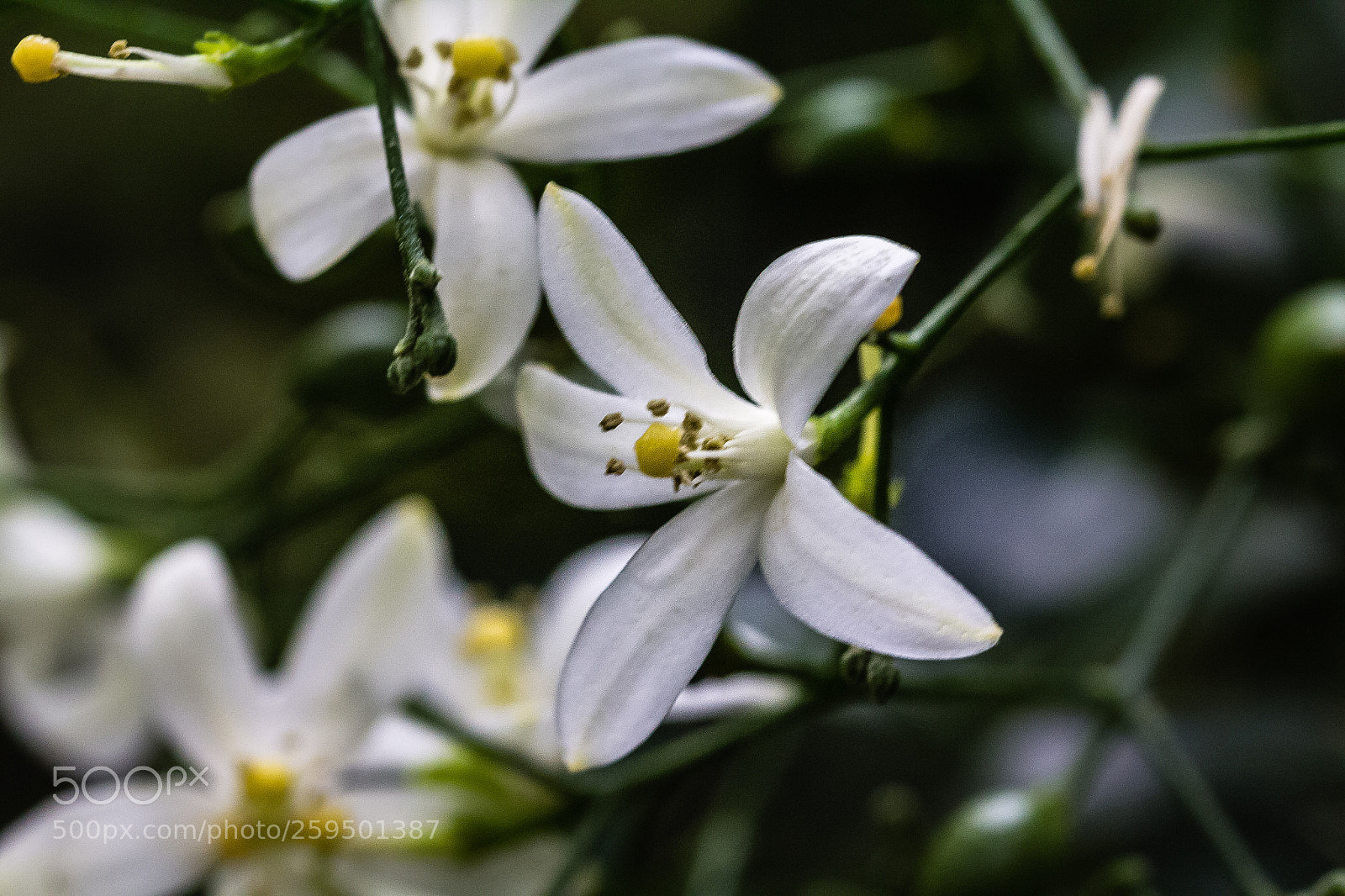 Canon EOS 60D sample photo. Murraya paniculata photography