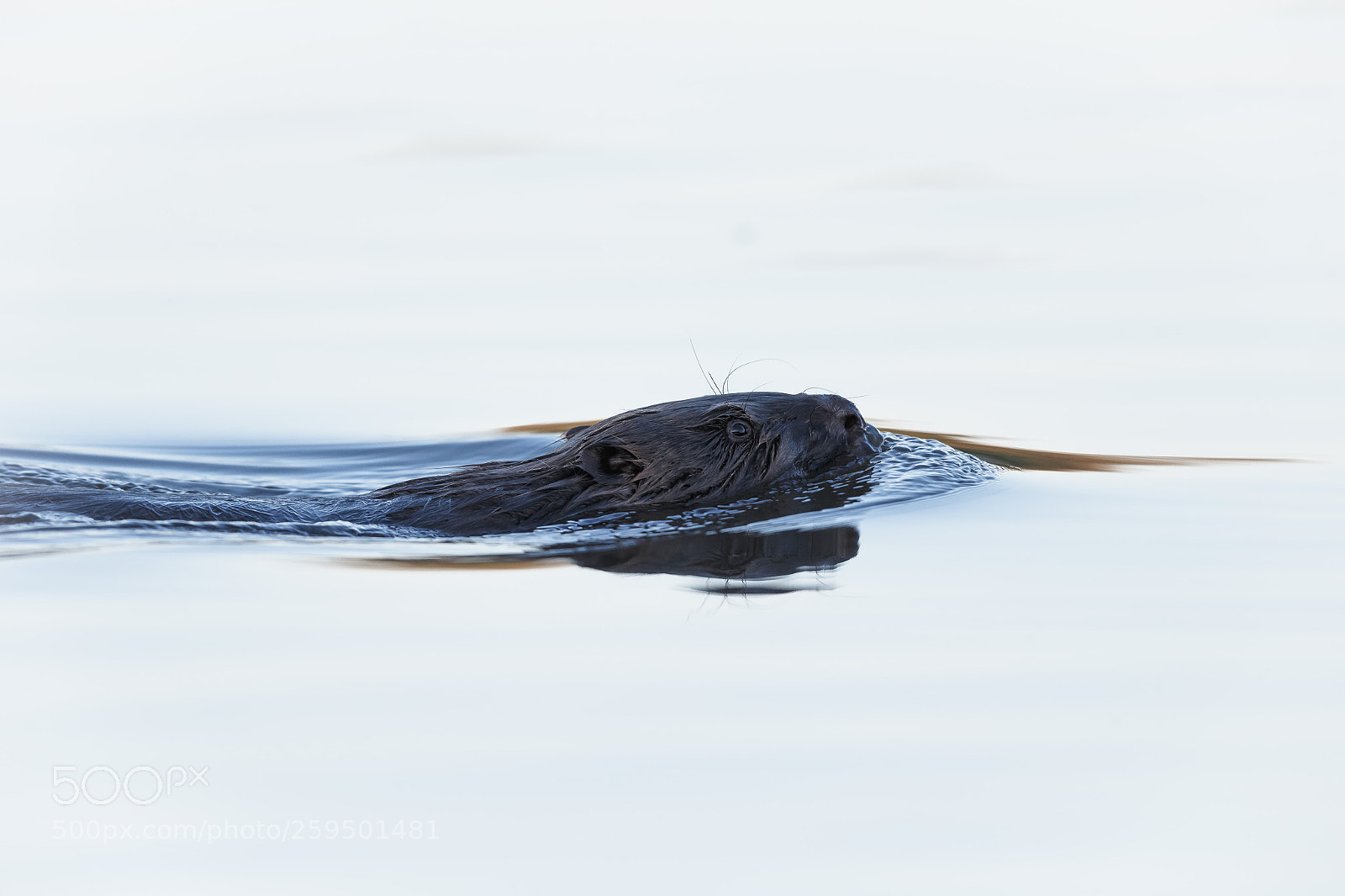 Canon EOS-1D X sample photo. Beaver passing by photography