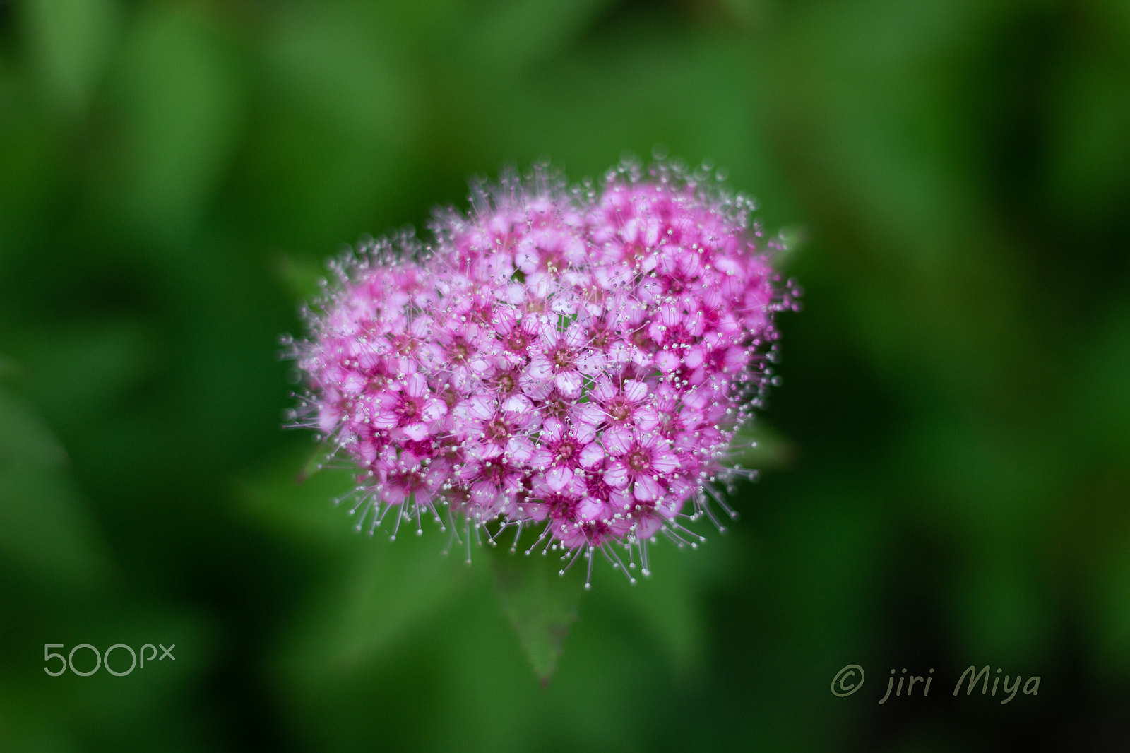 Canon EOS 600D (Rebel EOS T3i / EOS Kiss X5) sample photo. Small flowers photography