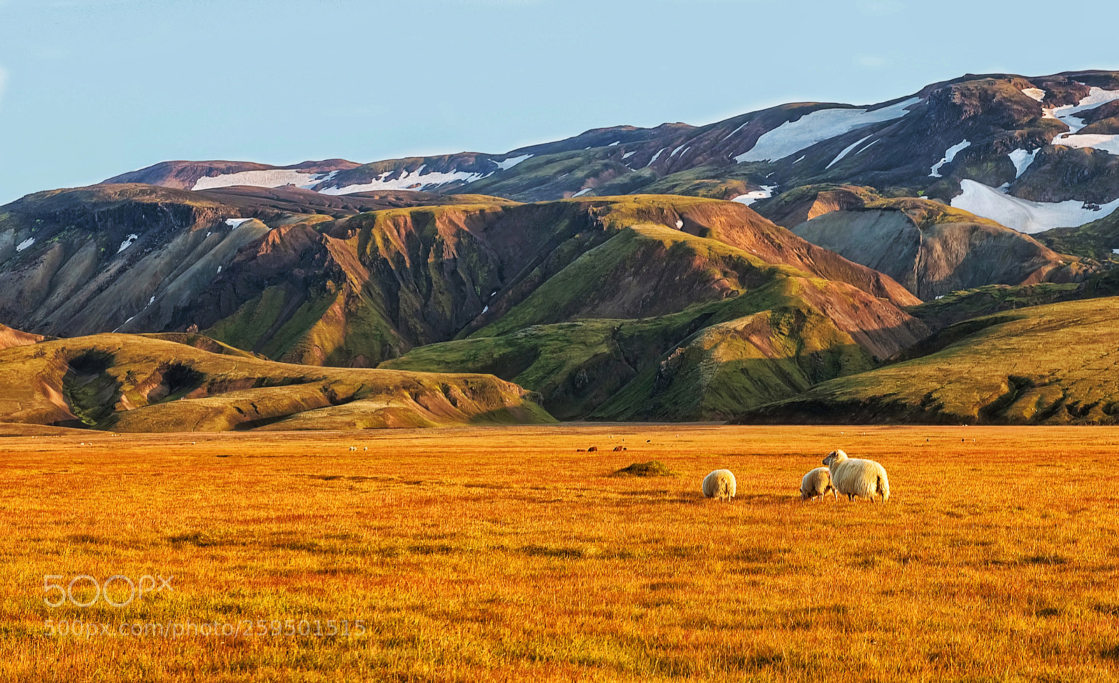 Nikon D810 sample photo. Icelandic sheeps photography