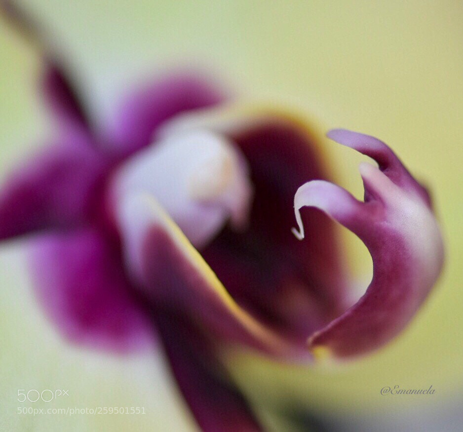 Nikon D7200 sample photo. Orchid rocks  photography