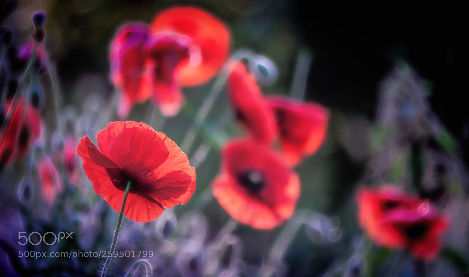 Nikon D850 sample photo. Morning vibration photography