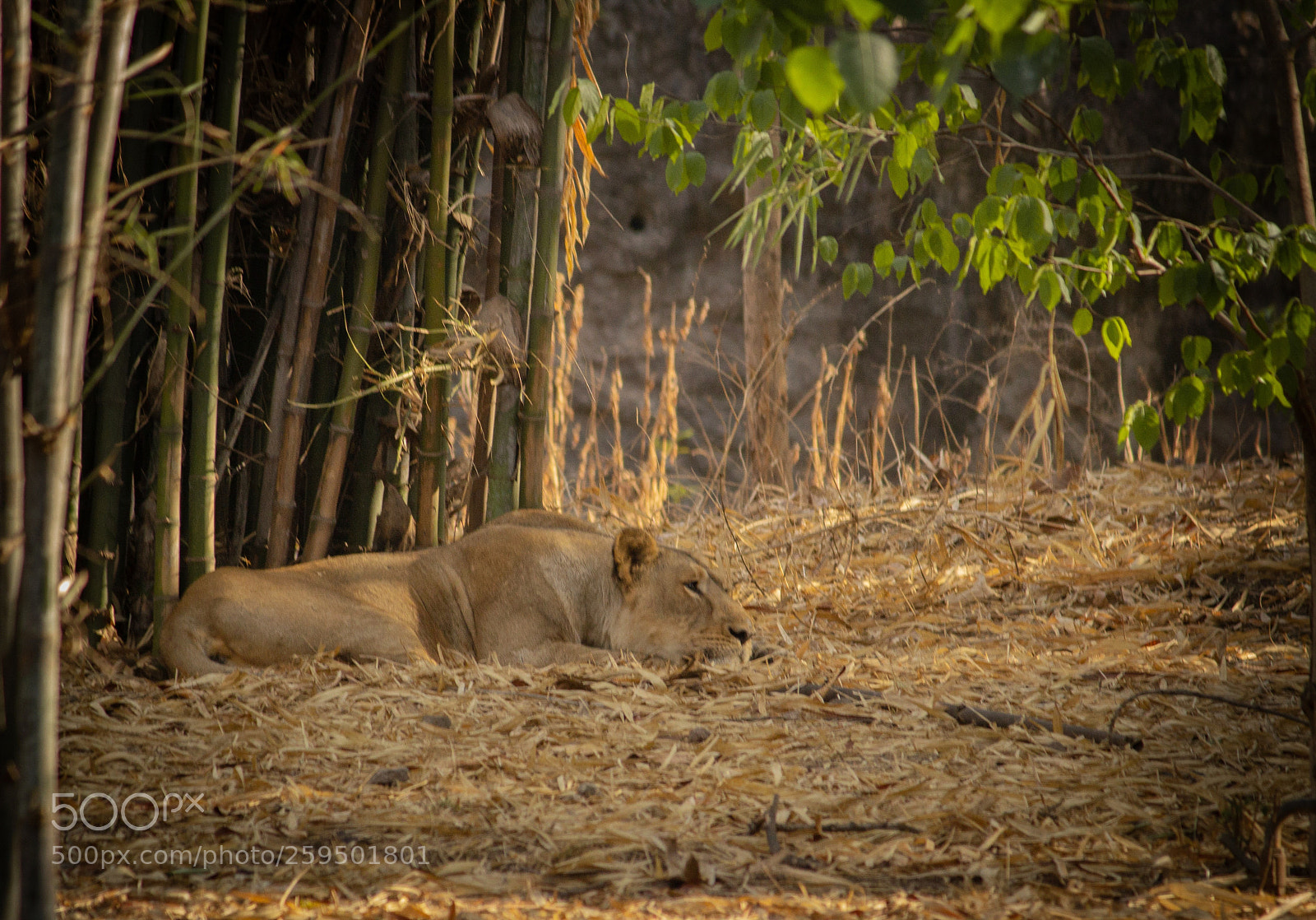 Canon EOS 1200D (EOS Rebel T5 / EOS Kiss X70 / EOS Hi) sample photo. Asiatics lion photography