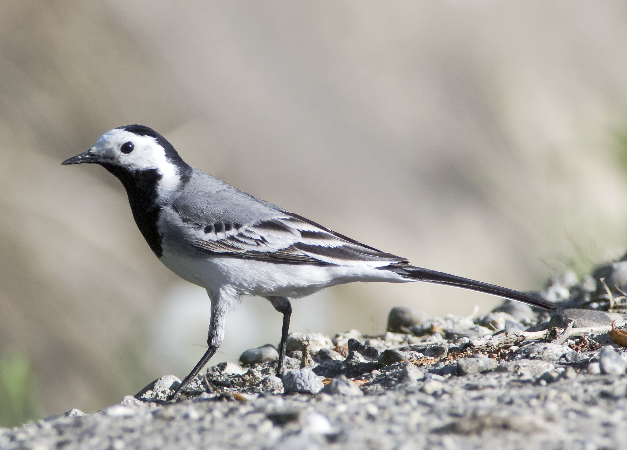 Olympus E-5 sample photo. White wagtail photography