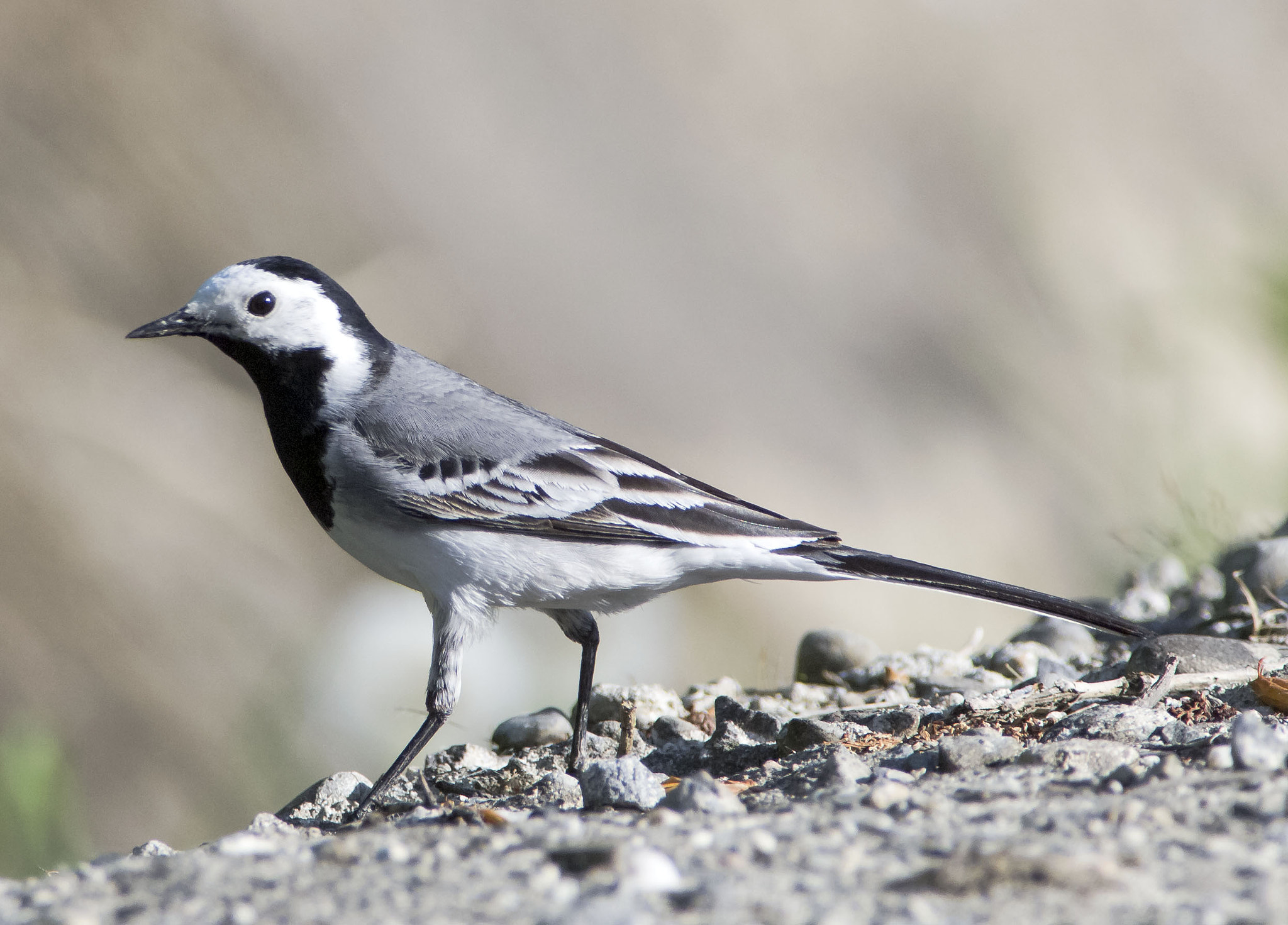 Olympus E-5 sample photo. White wagtail photography