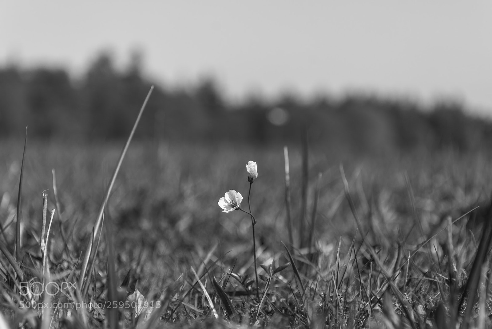 Nikon D7200 sample photo. Alone photography