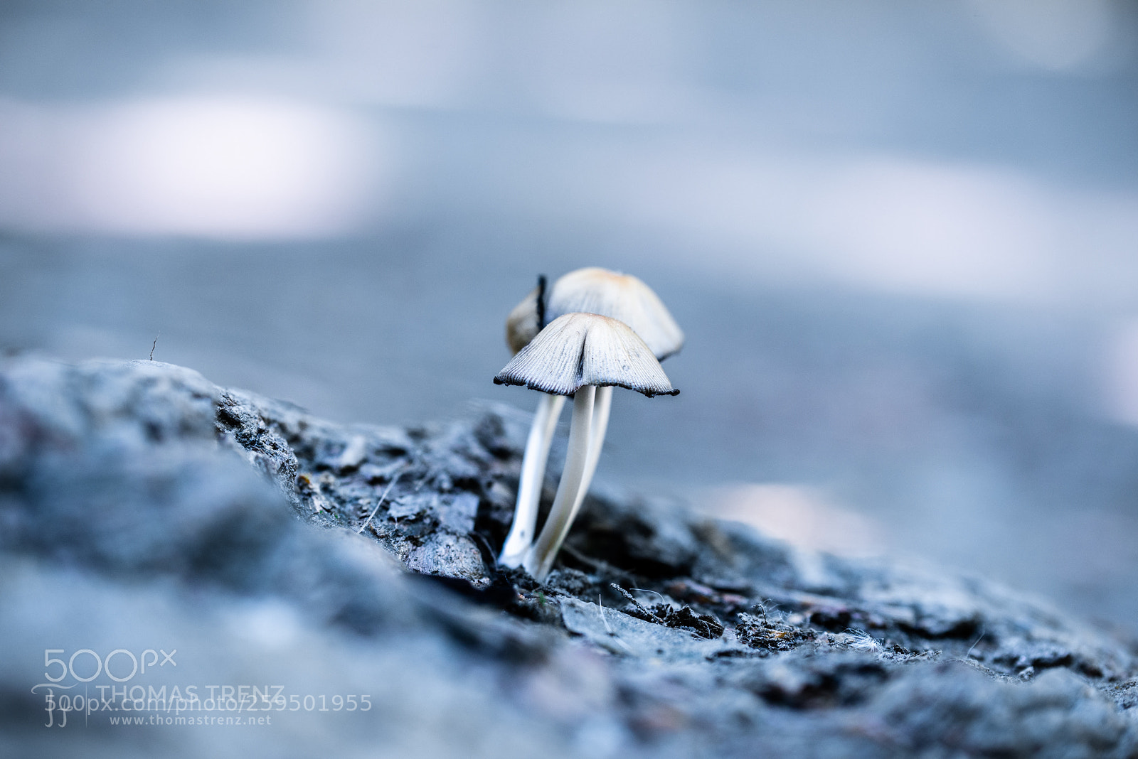 Nikon D600 sample photo. White mushrooms photography