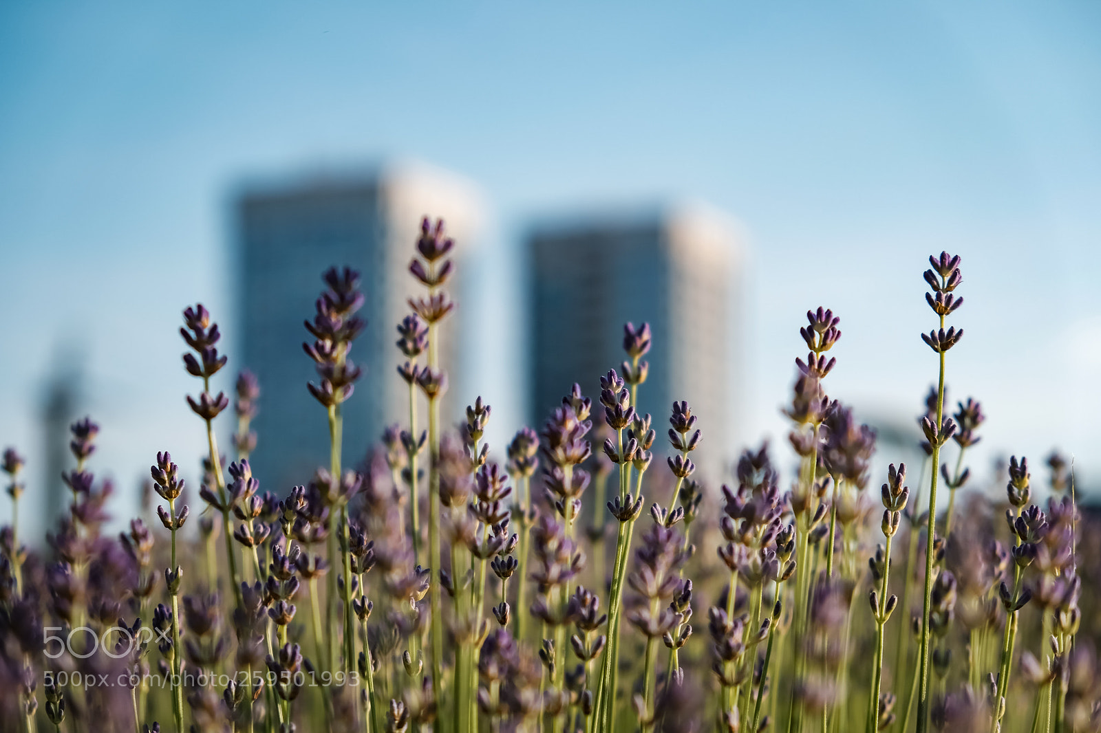 Fujifilm X-T20 sample photo. 'lavender' photography