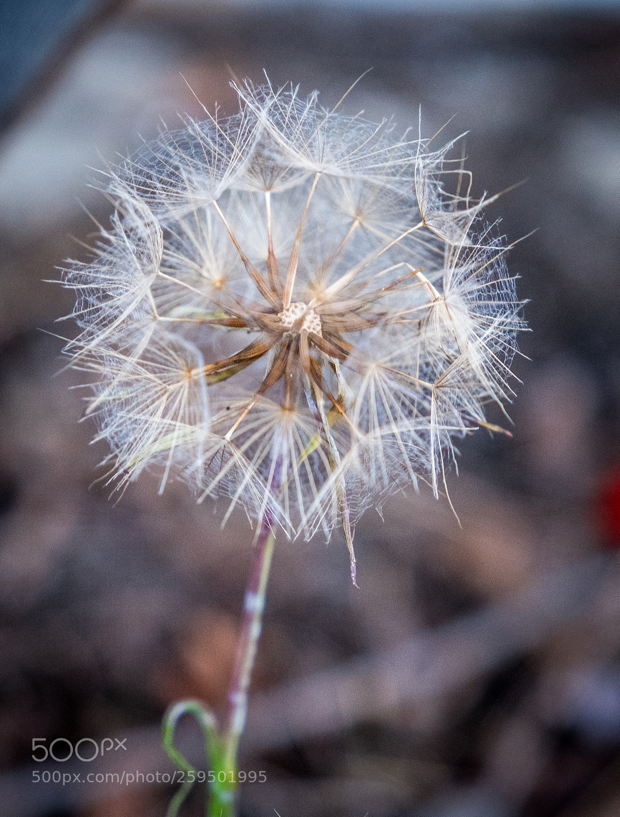 Fujifilm X-T2 sample photo. Dscf photography