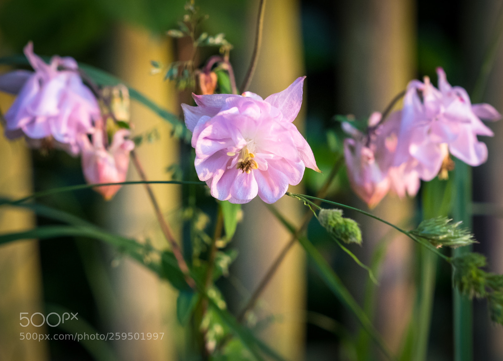 Fujifilm X-T2 sample photo. Dscf photography