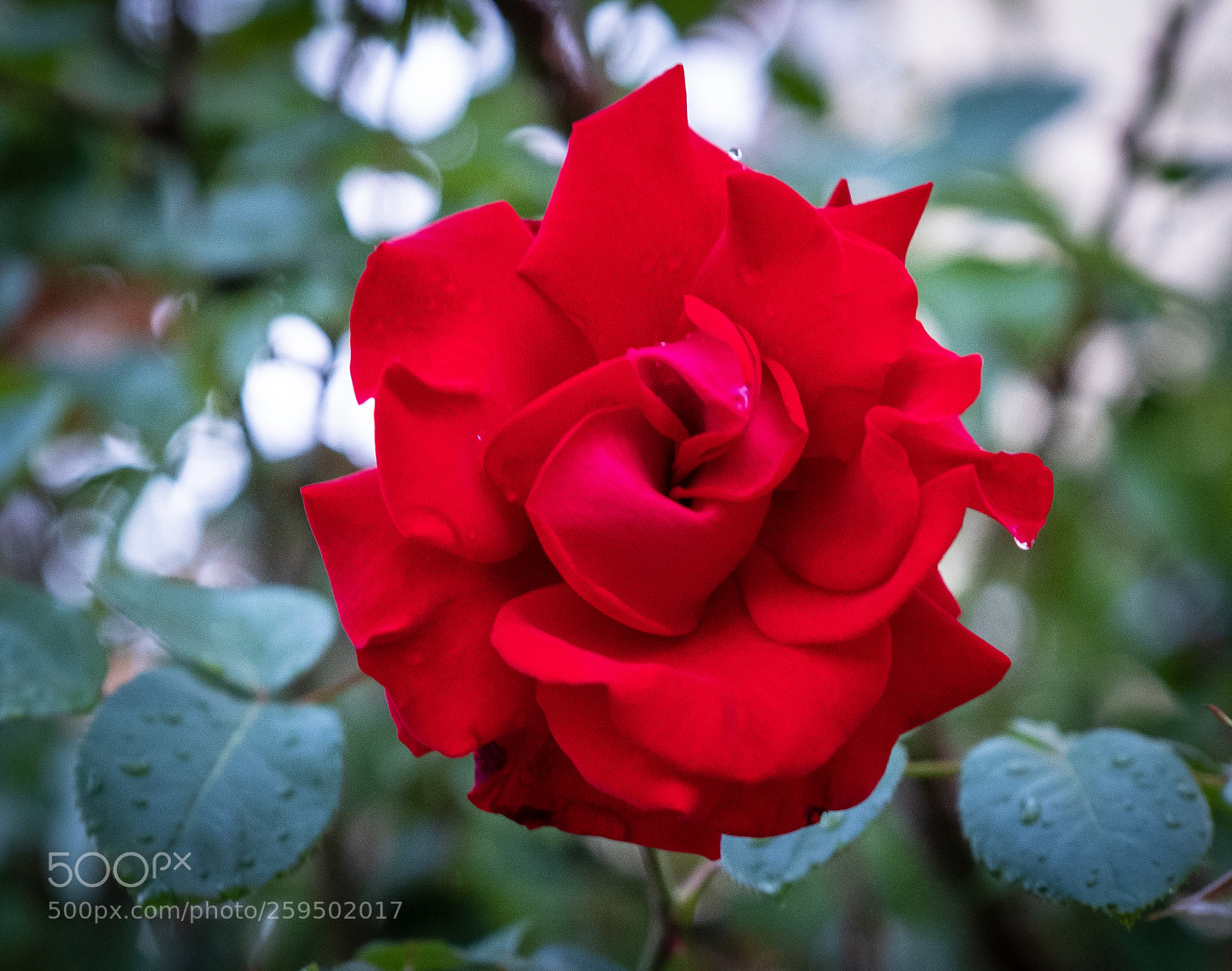 Fujifilm X-T2 sample photo. Dscf photography