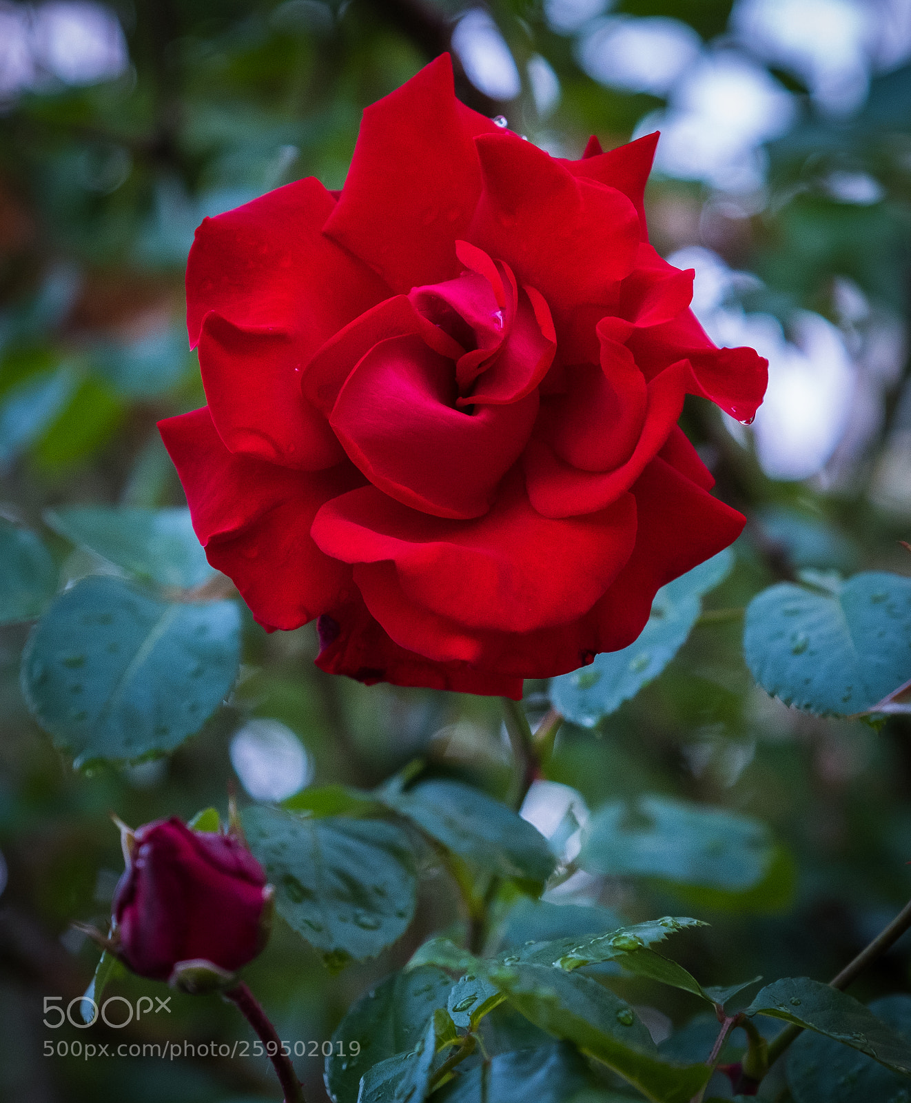 Fujifilm X-T2 sample photo. Dscf photography