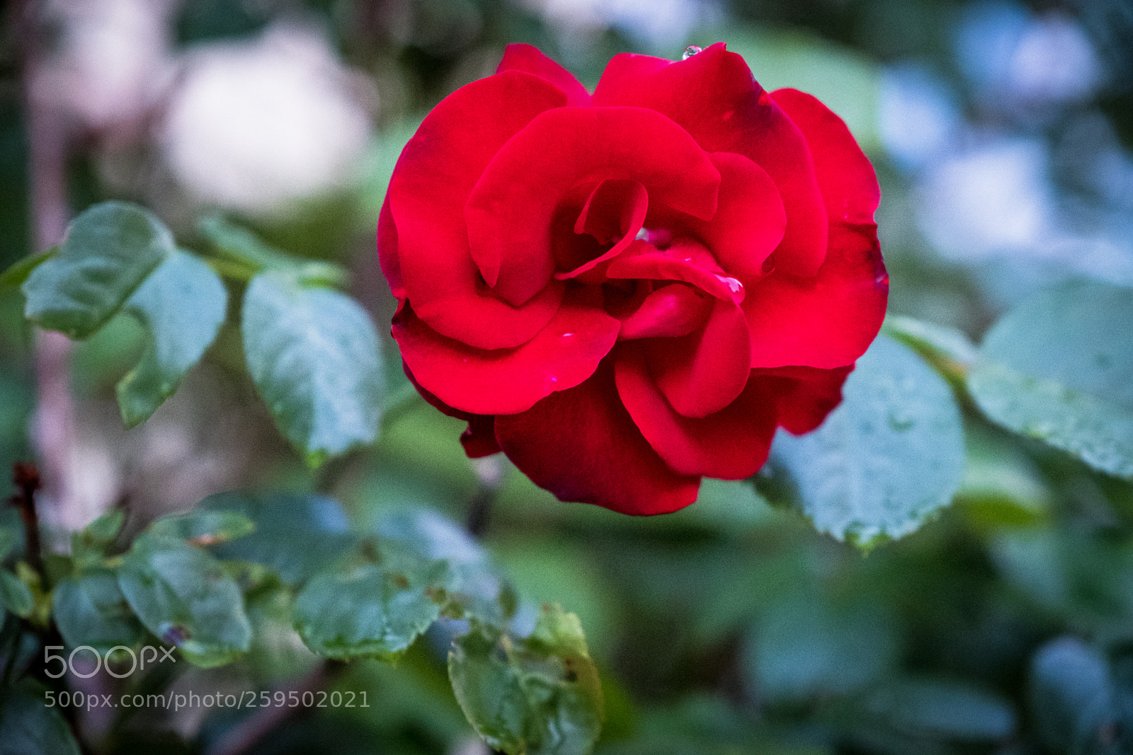 Fujifilm X-T2 sample photo. Dscf photography