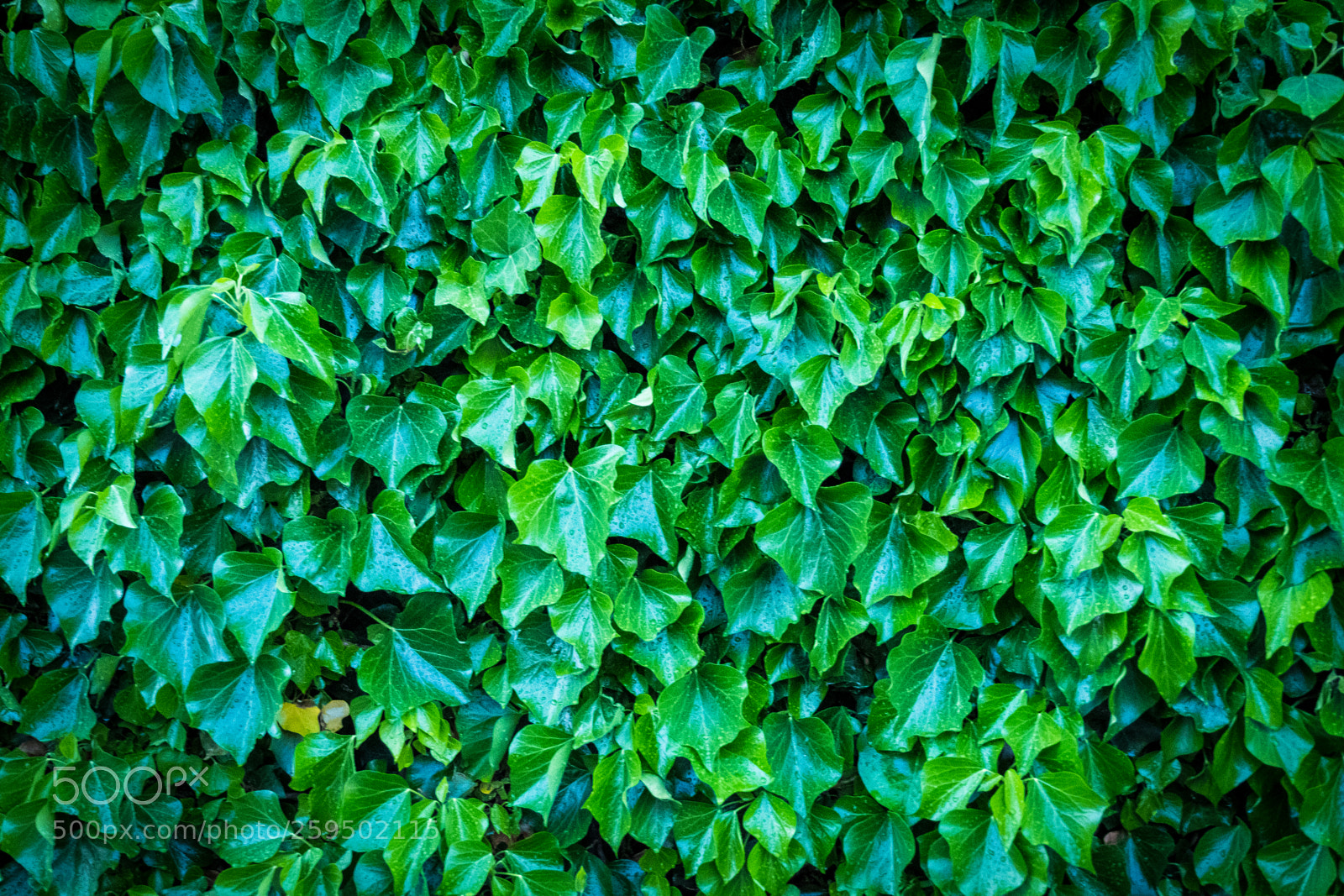 Fujifilm X-T2 sample photo. Dscf photography