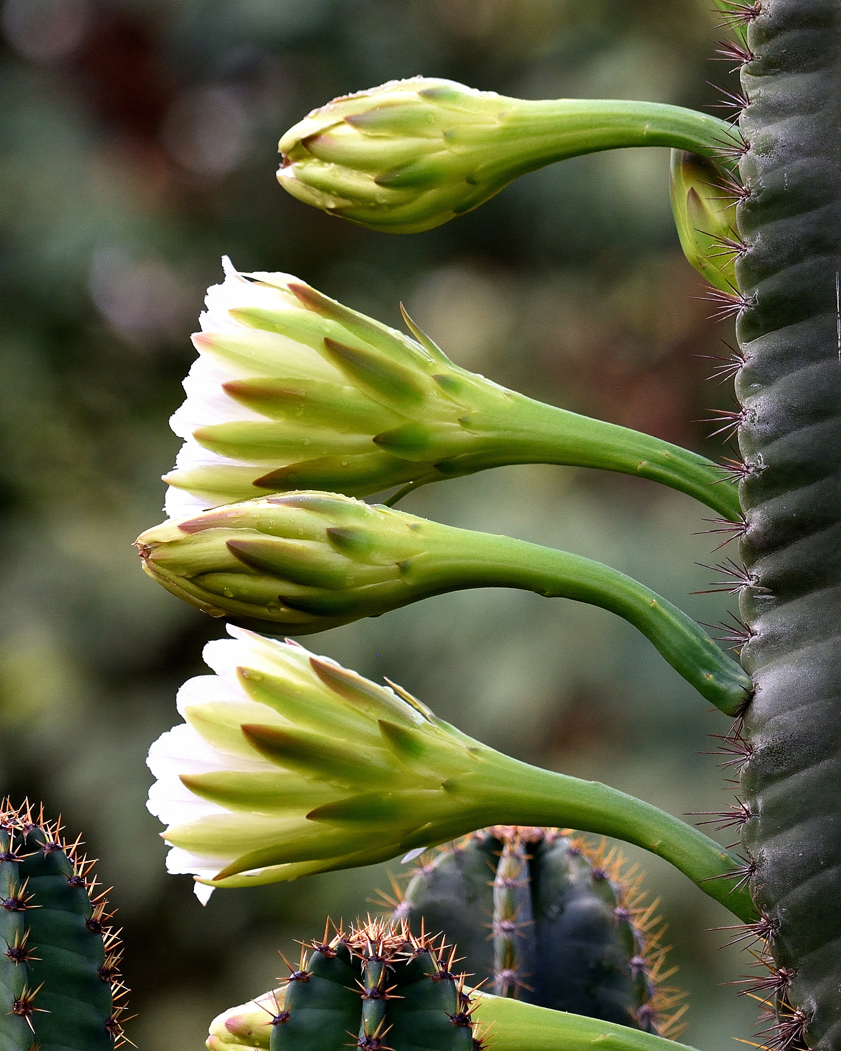 Nikon AF-S Nikkor 200-500mm F5.6E ED VR sample photo. Wild cactus flower photography