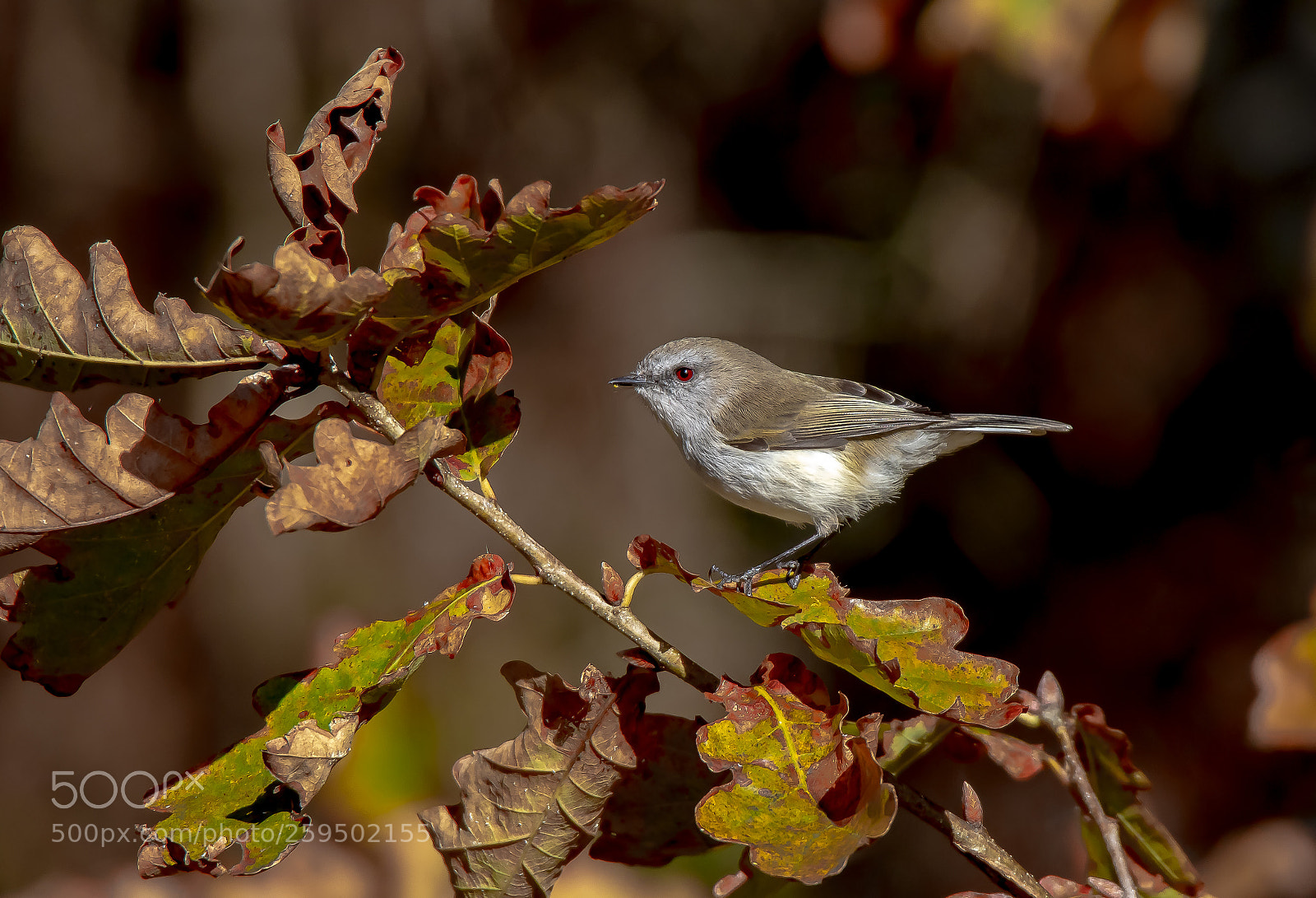 Canon EOS 7D Mark II sample photo. Grey warbler photography