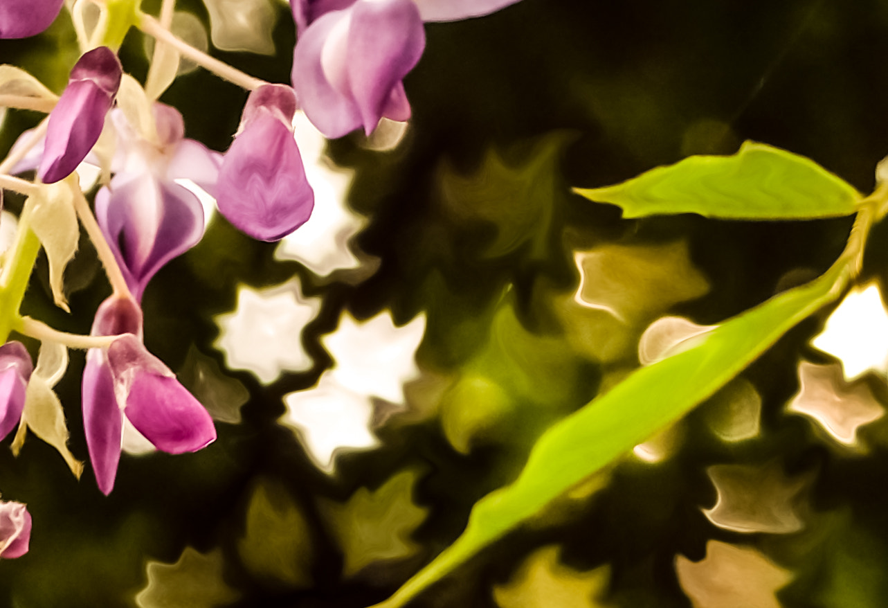 Fujifilm X20 sample photo. Flower photography