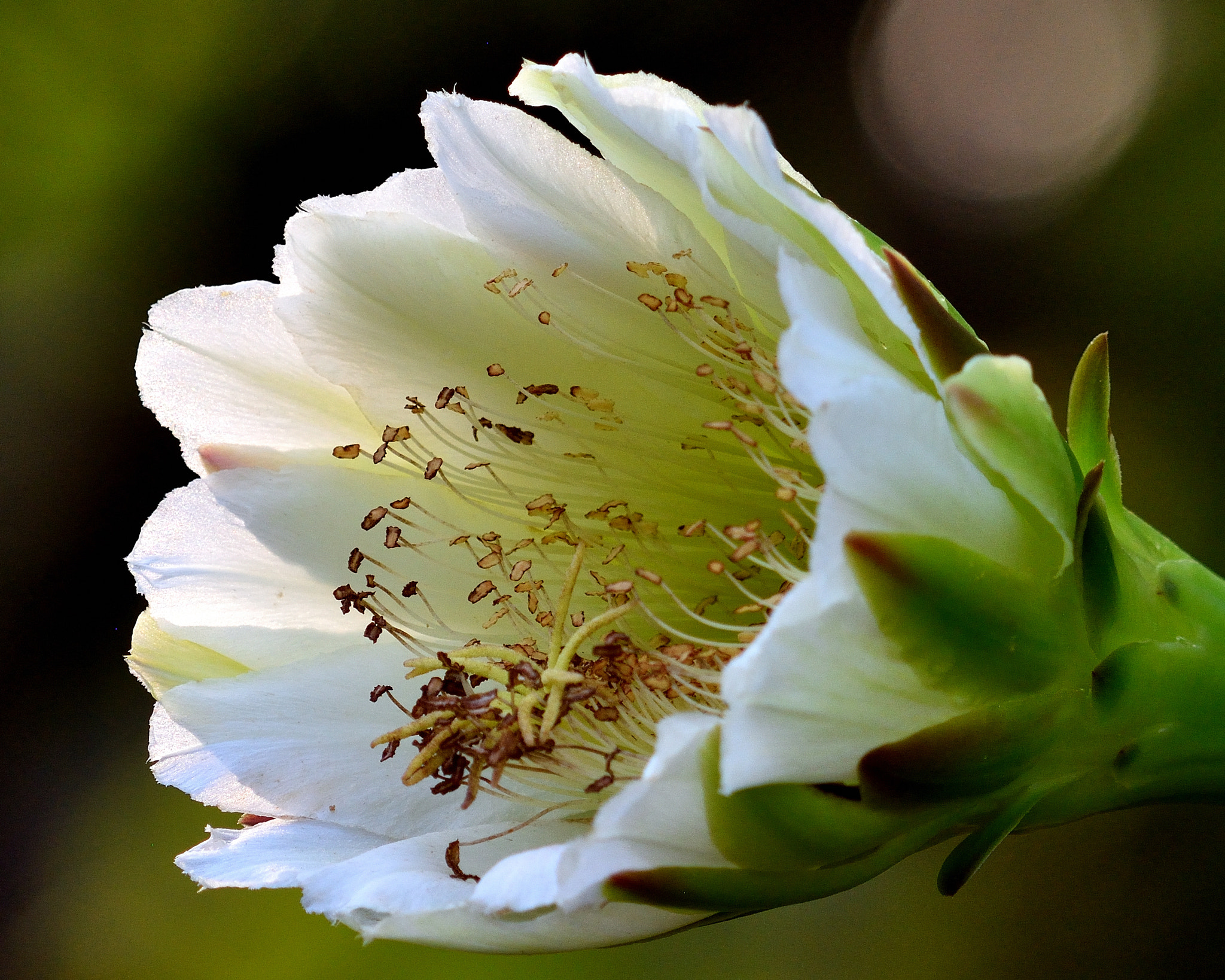 Nikon AF-S Nikkor 200-500mm F5.6E ED VR sample photo. Wild cactus flower photography