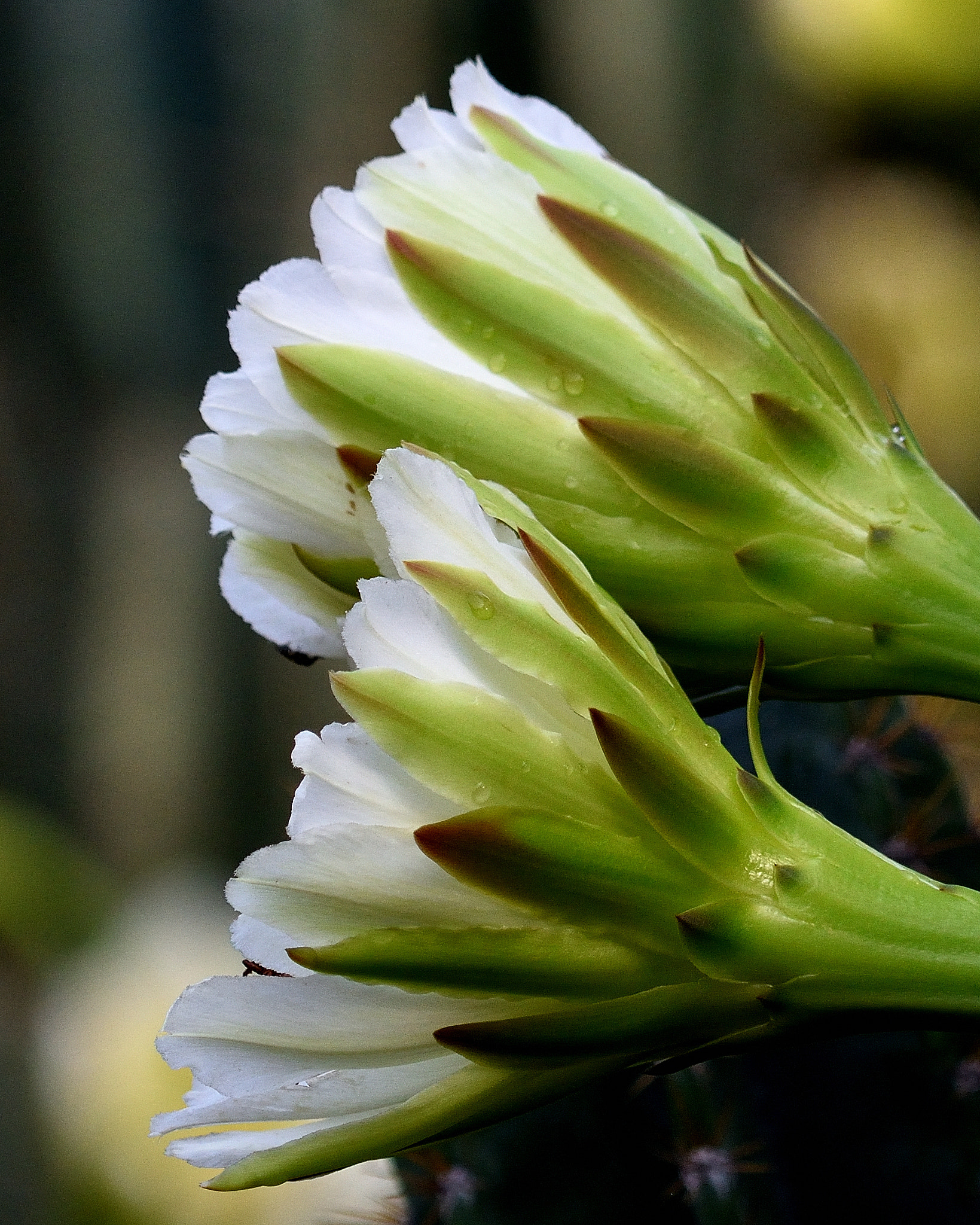 Nikon AF-S Nikkor 200-500mm F5.6E ED VR sample photo. Wild cactus flower photography