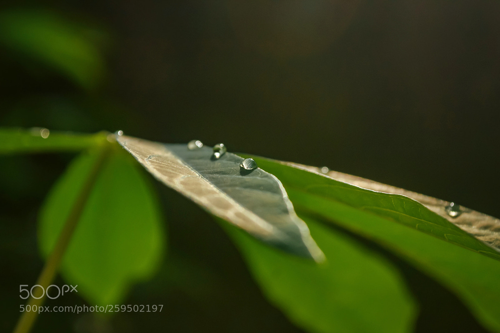 Nikon D3100 sample photo. Green leaves & water dew photography