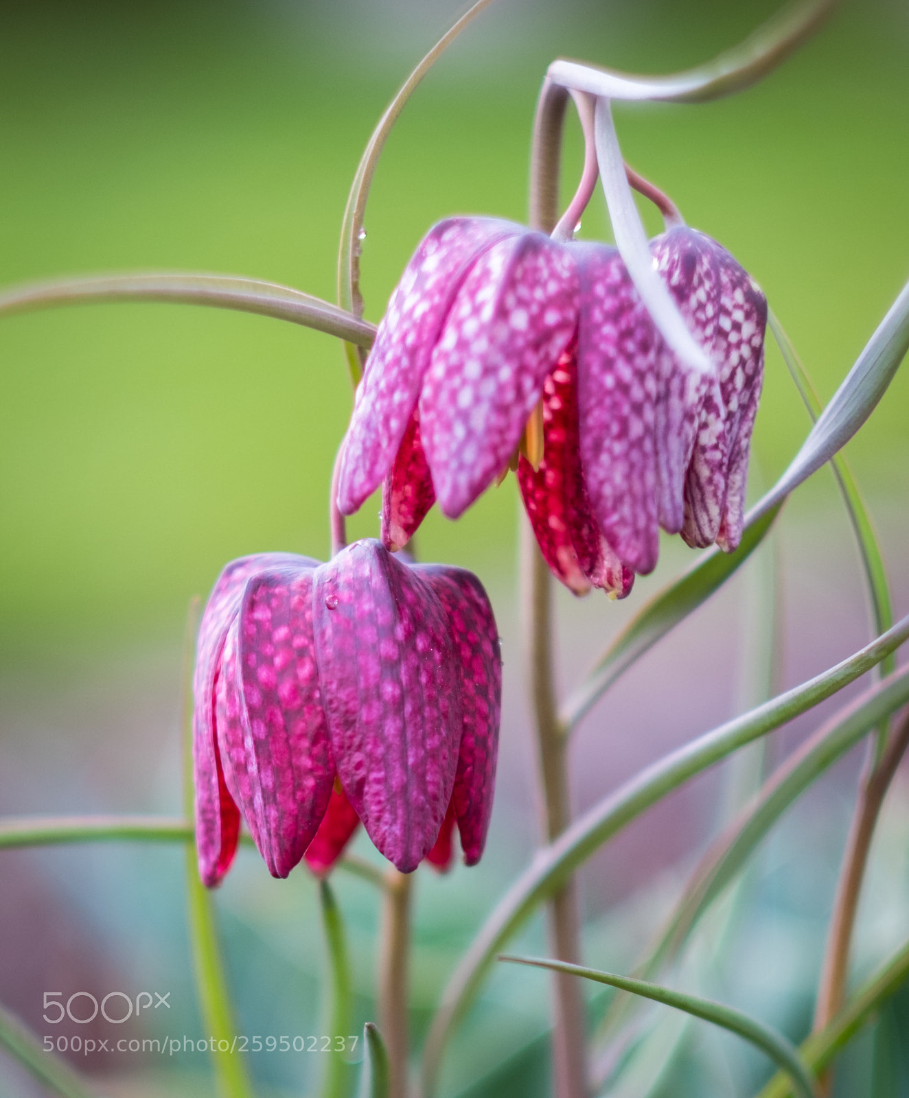 Fujifilm X-T2 sample photo. 20180413-dscf0154-2.jpg photography