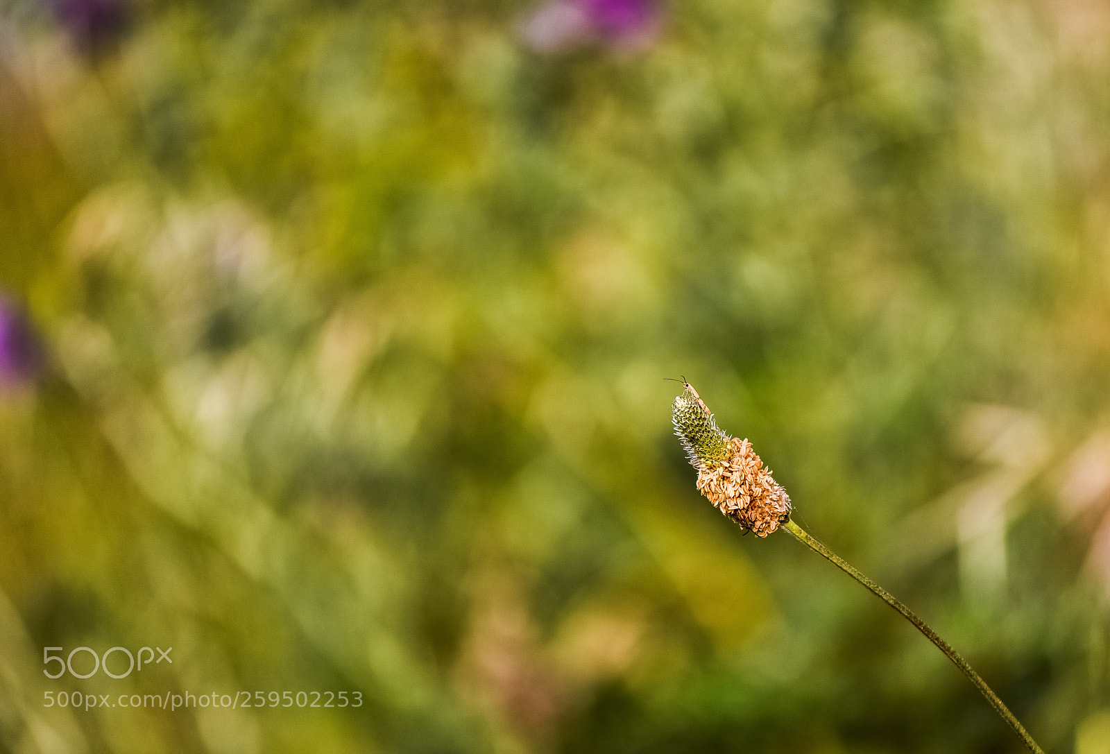 Nikon D750 sample photo. Anche se lo cercavo photography