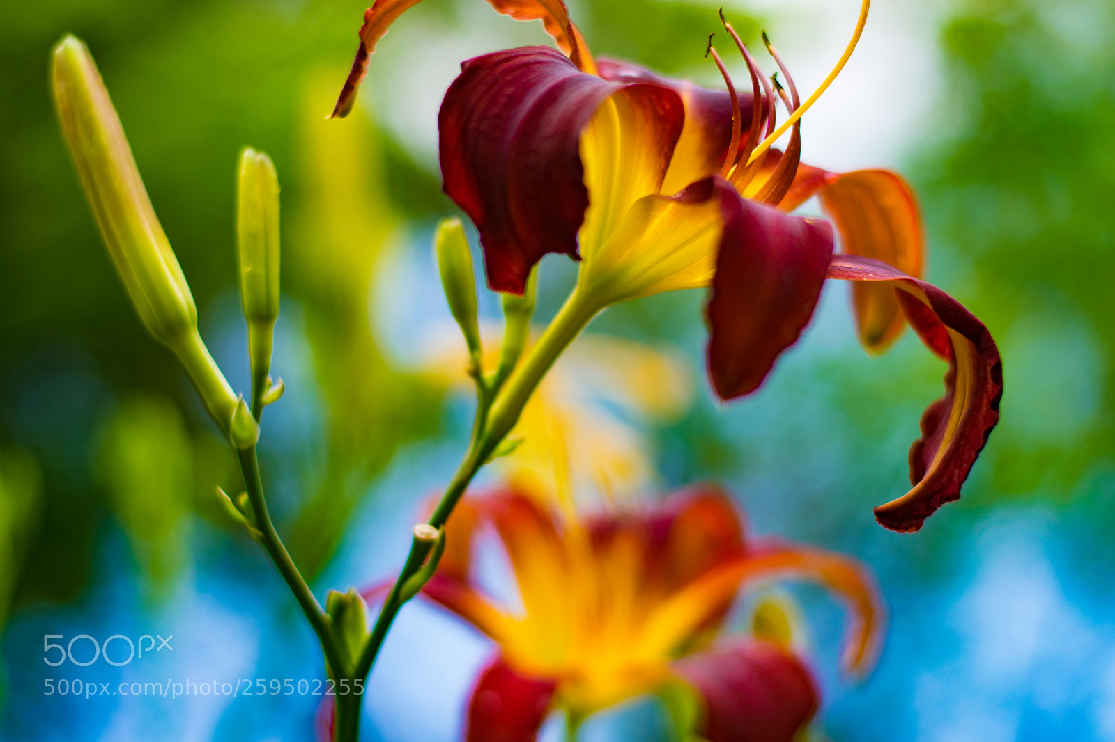 Nikon D5300 sample photo. Untitled photography
