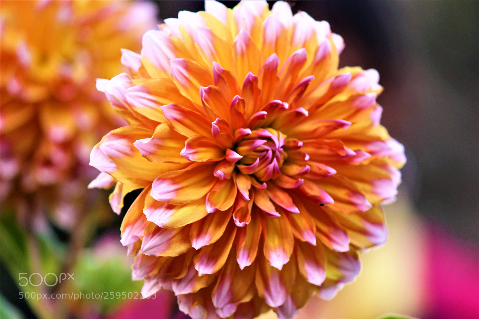 Canon EOS 60D sample photo. Img photography